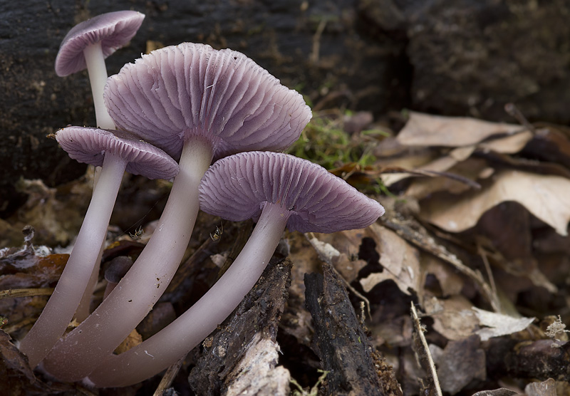 Mycena pelianthina